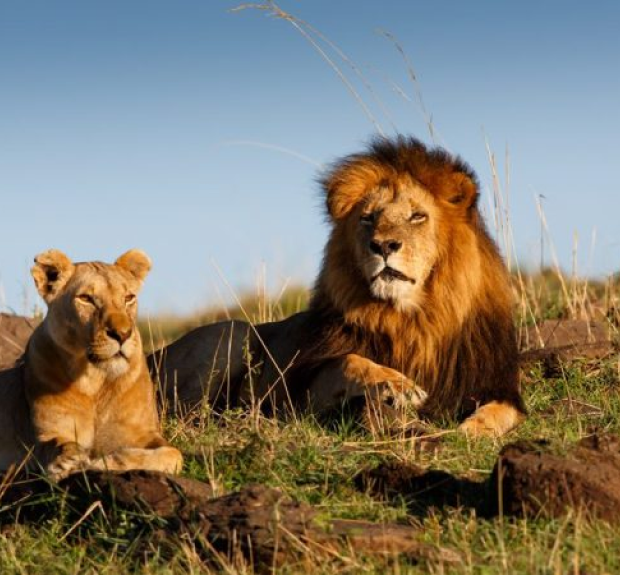 Lions in Maasai Mara