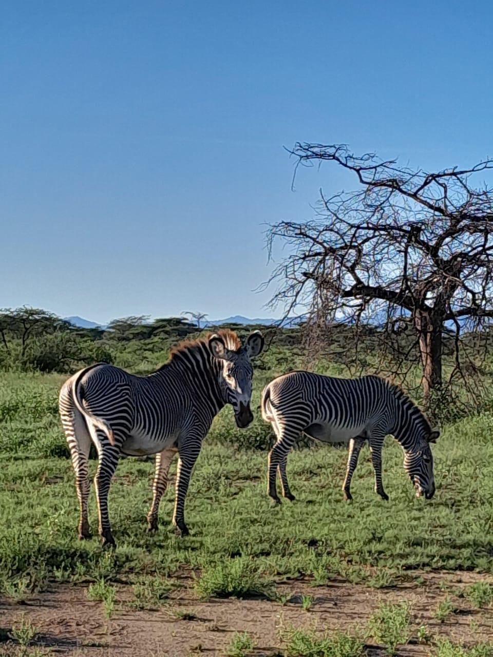 mt kenya