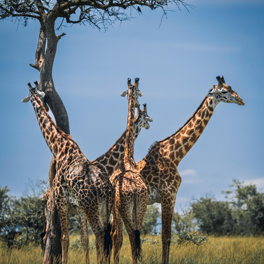 Nairobi national park,David sheldrick,Giraffe centre and Karen blixen day trip