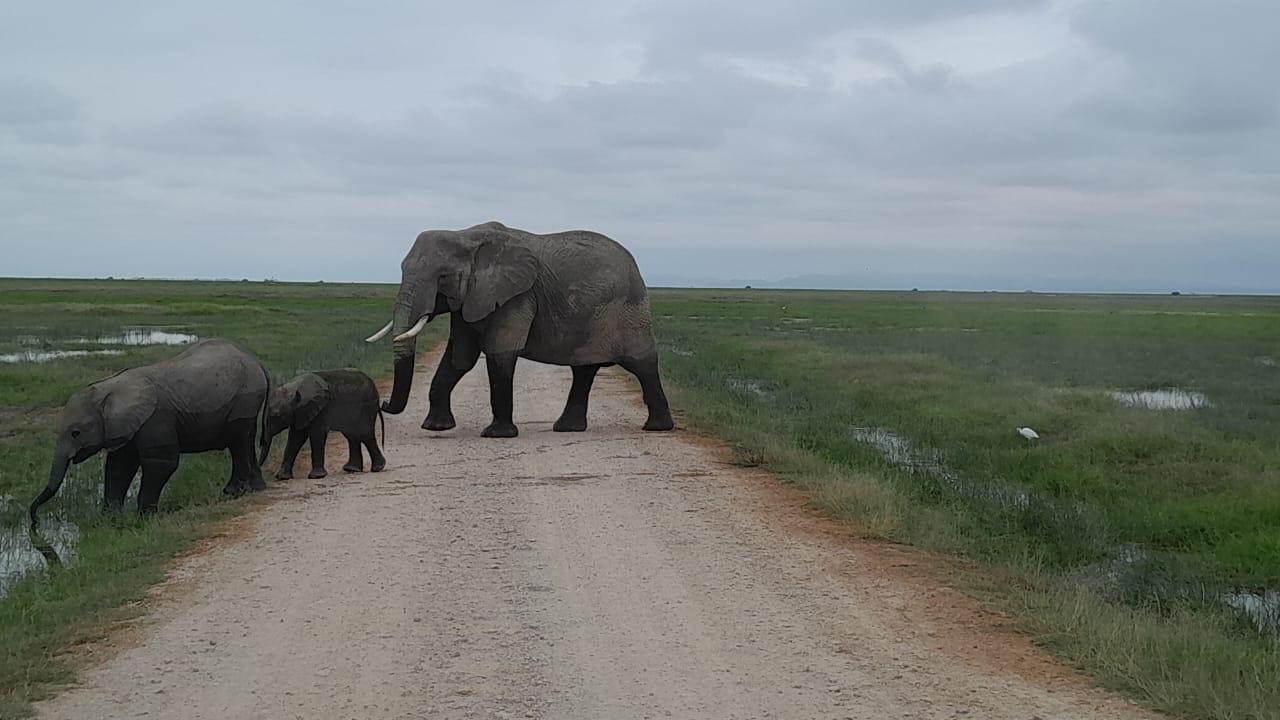 3 days Amboseli